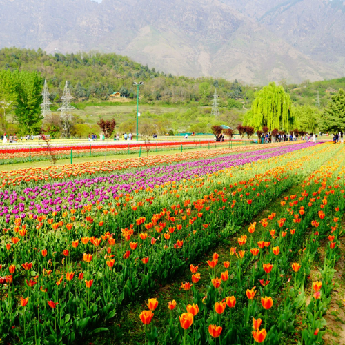 Tulip Garden