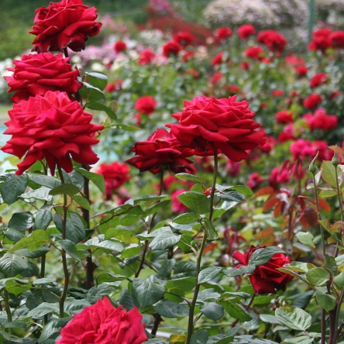 Rose Garden