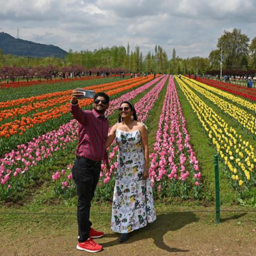 Tulip Garden