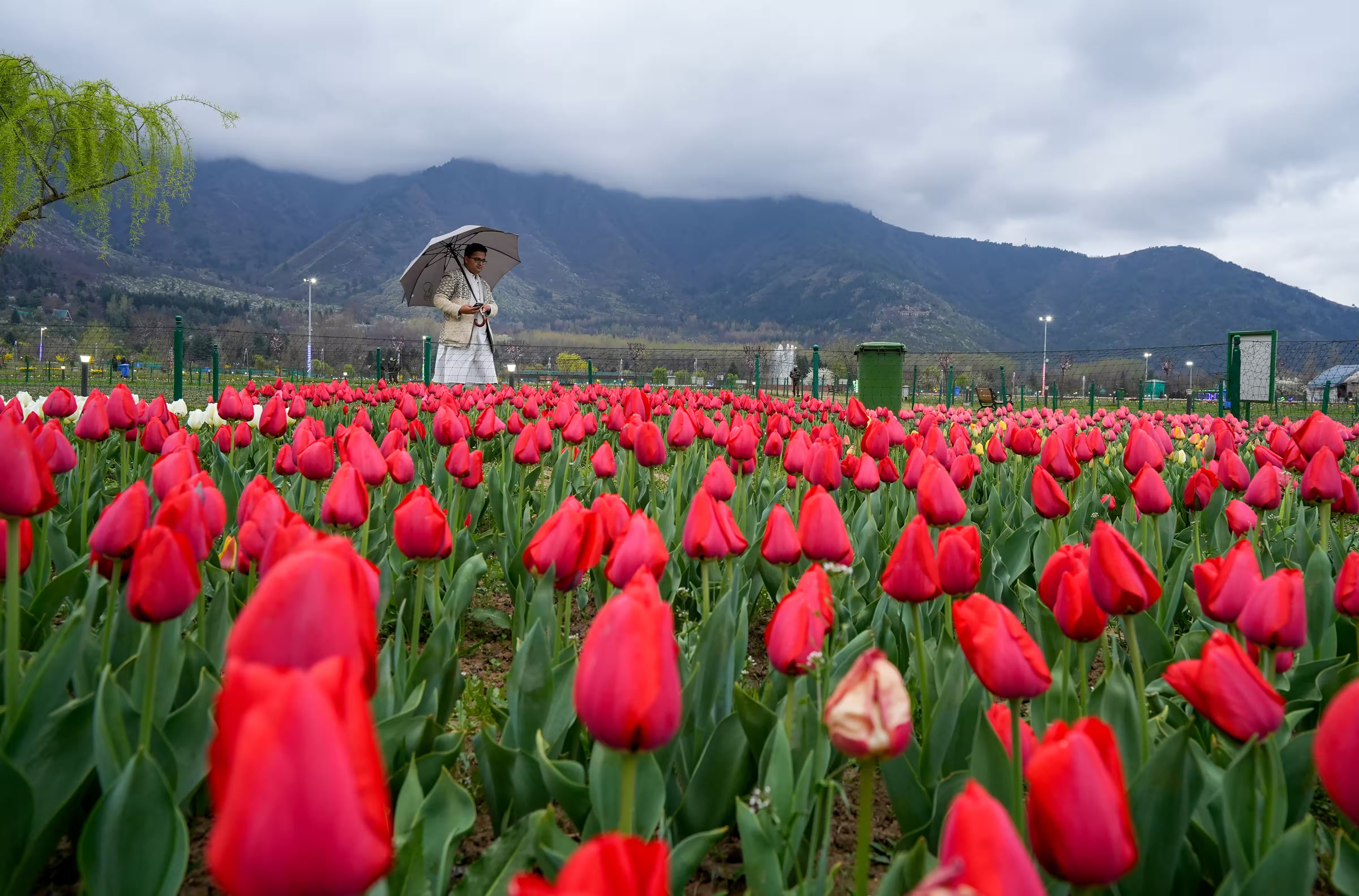 Tulip Garden